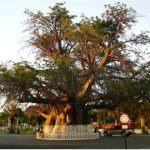 le vieux baobab